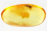 Fossil False Darkling Beetle (Symphora) in Baltic Amber #357756-1